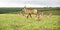 Herd of Roan Antelope on the Hills of Nyika Plateau