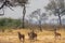 Herd of roan antelope in the yellow grasslands of the Khaudum National Park, Namibia