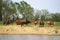A herd of Rodeo horses at a farm water hole.