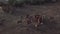 Herd of roe deer on the meadow. Aerial view