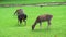 Herd of Roe Deers Eating Green Grass in a Park