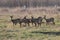 A herd of roe deers in the fields in winter
