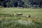 Herd of roosevelt elk bulls