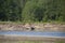 Herd of Roosevelt Elk on the Olympic Peninsula