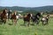 Herd of running horses