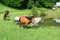 Herd of running mini horses Falabella on meadow