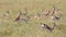 Herd of running Thomson\'s gazelles