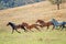 A Herd Of Running Wild Horses