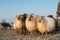 Herd of rural sheep with a sheepdog on a winter day with blue sky