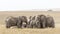 Herd of sad Elephants mourning a dead family member Serengeti Tanzania