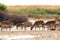 Herd Saiga antelopes or Saiga tatarica at water place in steppe