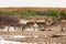 Herd Saiga antelopes or Saiga tatarica at water place in steppe