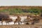 Herd Saiga antelopes or Saiga tatarica at water place in steppe