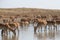 Herd Saiga antelopes or Saiga tatarica at water place in steppe