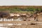 Herd Saiga antelopes or Saiga tatarica at water place in steppe