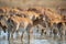 Herd Saiga antelopes or Saiga tatarica at water place in steppe
