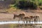 Herd Saiga antelopes or Saiga tatarica at water place in steppe