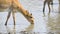 A herd of saigas drink a water from lake in wild nature