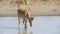 A herd of saigas drink a water from lake in wild nature