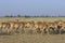 Herd Of Saigas Walk