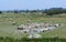 Herd of salt meadow sheep in Picardy