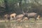 Herd of sambar Rusa unicolor on the edge of a pond.