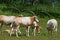 Herd of Scimitar-Horned Oryx