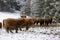 Herd of Scottish highland cattle in winter in mud and snow outside in the pasture