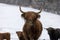 Herd of Scottish highland cattle in winter in mud and snow outside in the pasture
