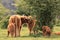 Herd of scottish highlander cows with calfs veluwe nature