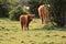 Herd of scottish highlander cows with calfs veluwe nature