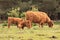 Herd of scottish highlander cows with calfs veluwe nature