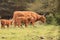 Herd of scottish highlander cows with calfs veluwe nature