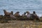 Herd of sea lions.Argentina