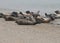 Herd Of Sea Lions On The Beach Of Helgoland Island Germany