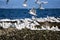 Herd of Seagulls