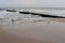 A herd of seagulls on the sand beach of Baltic Sea in north of Poland in winter