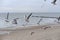 A herd of seagulls on the sand beach of Baltic Sea in north of Poland in winter