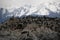 Herd of seals lounging together with migratory birds in Antarctica