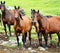 A herd of semi-wild horses in the Caucasus