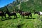 A herd of semi-wild horses in the Caucasus