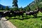 A herd of semi-wild horses in the Caucasus