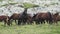 A herd of semi-wild horses in the Caucasus