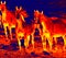 Herd of semi-wild horses in scientific high-tech thermal imager