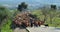 A herd of several hundred goats being led to feed on fresh pasture higher in the hills by goatherd and working dogs,