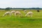 Herd of shaggy suri alpacas in the green pasture