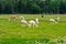 Herd of shaggy suri alpacas in the green pasture