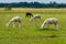 Herd of shaggy suri alpacas in the green pasture