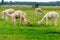 Herd of shaggy suri alpacas in the green pasture