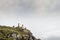 Herd of sheared sheep on a peak of a mountain,